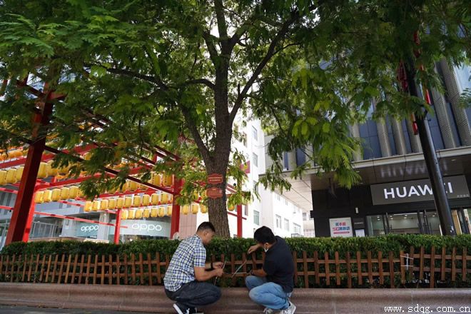呵護(hù)芙蓉樹，攜手共成長