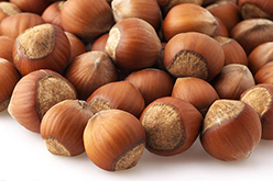 關(guān)于榛子的那些事兒