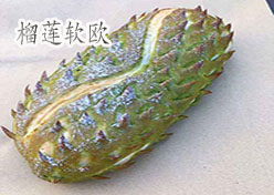 榴蓮軟歐的做法——新東方烹飪學(xué)校